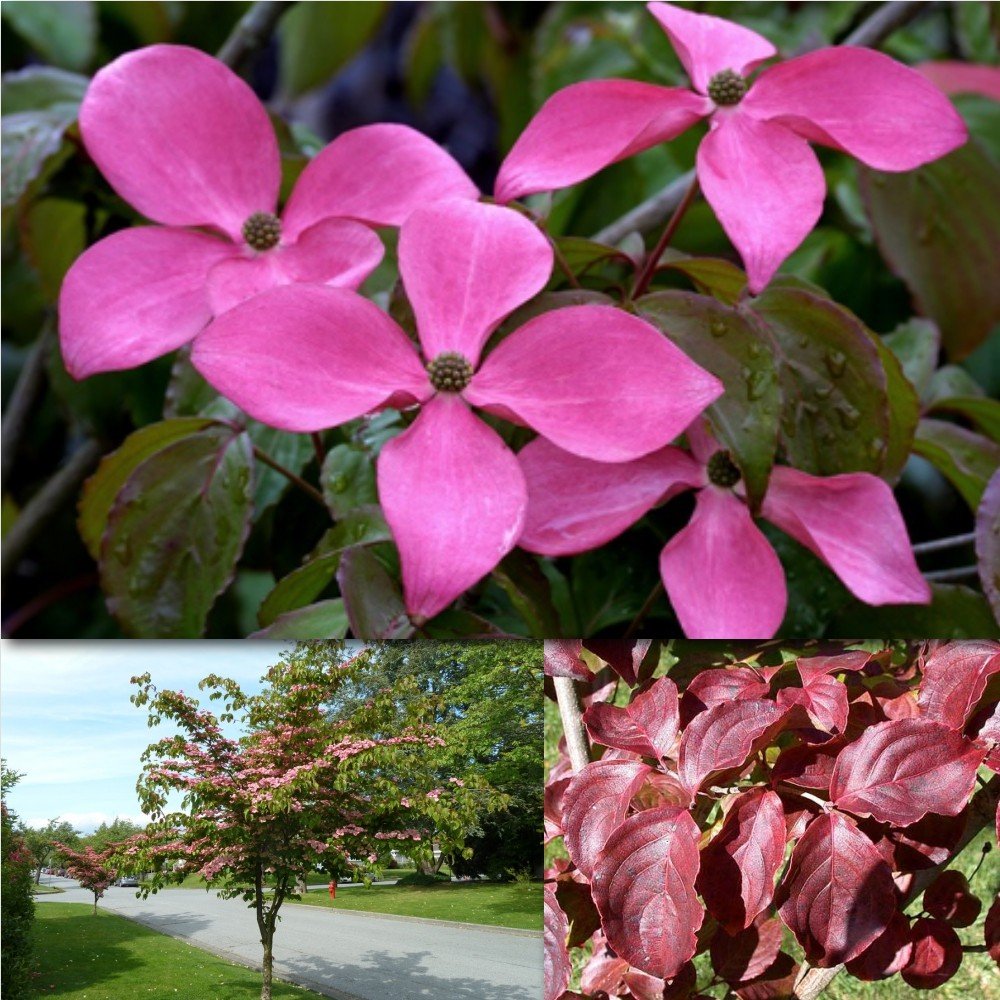Cornus kousa Satomi - Pb40