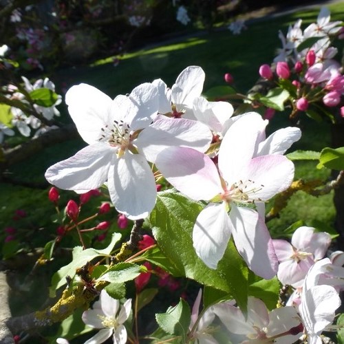 Malus arnoldiana, Arnold Crabapple - Pb18 - Image 2