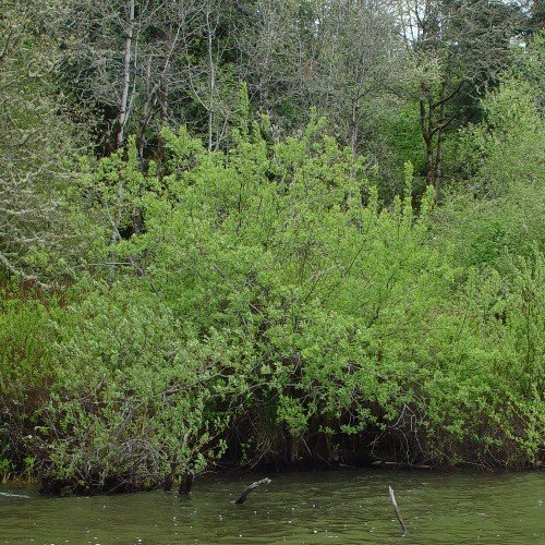 Salix geyeriana, Geyer's Willow - Pb6.5 - Image 2