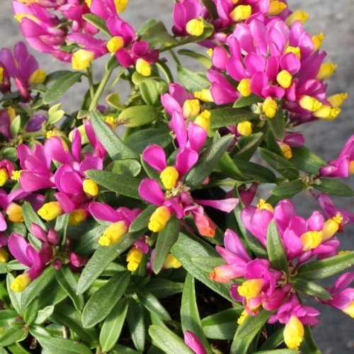 Polygala Little Gold Nuggets - Pb5 - Image 2