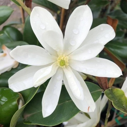 Michelia Inspiration - 1m tall, bushy , 2.4Ltr - Image 2