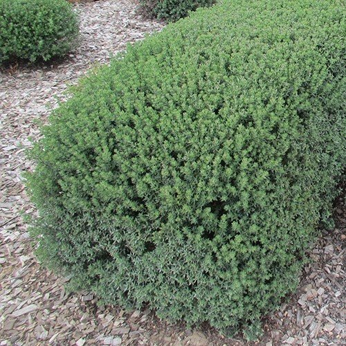 Westringia Green Box, Coastal Rosemary - 1Ltr - Image 2