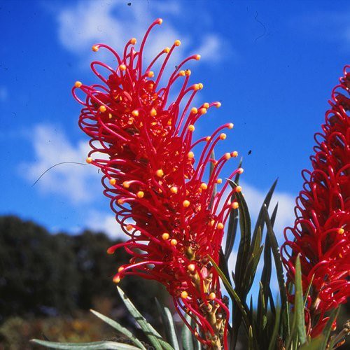 Grevillea Crimson Candles - 2.5Ltr