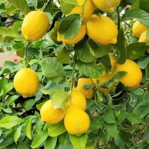 Lemon Lisbon -2Ltr