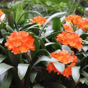 Clivia miniata, Kaffir Lily - Pb5