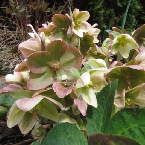 Helleborus Ivory Prince - 2.5Ltr - Image 2