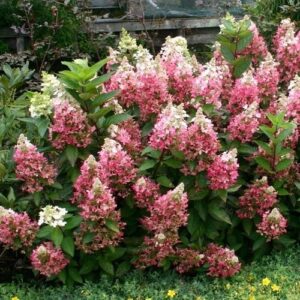 Hydrangea Candlelight - 3.5Ltr (40/60)