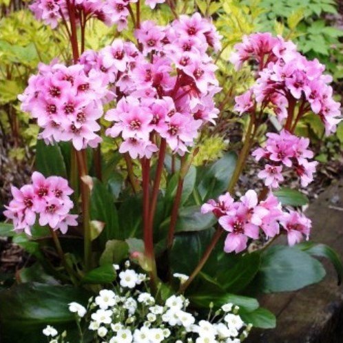 Bergenia Dark Damsel - 2Ltr - Image 2