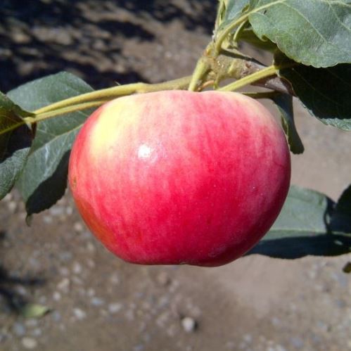 Apple Parkland Beauty - Pb12