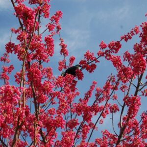 Prunus campanulata Superba, Taiwan Cherry - 3 m+ tall