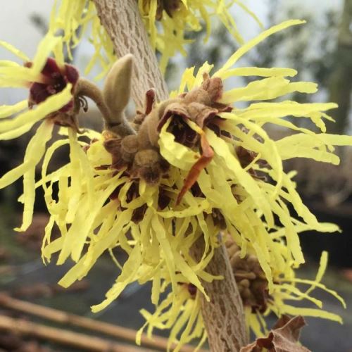 Hamamelis x Pallida - pb18/28 (80/100) - Image 2