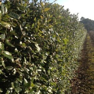 Quercus ilex, Holm Oak - Pb6.5