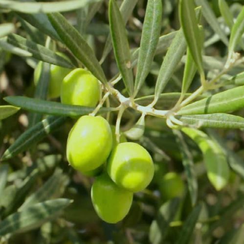Olive Picual - 1.5Ltr/2Ltr (90/110) - Image 2