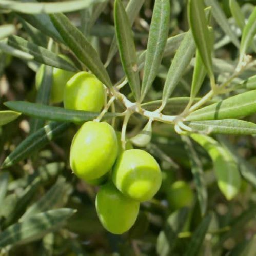 Olive Picual - 1.5Ltr/2Ltr (90/110)