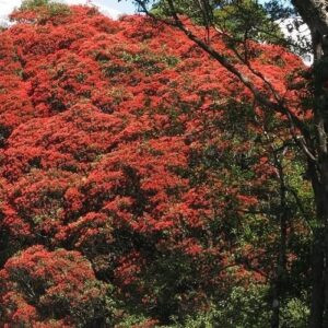 Metrosideros Rustic Beauty, Red - 2Ltr(40/70)