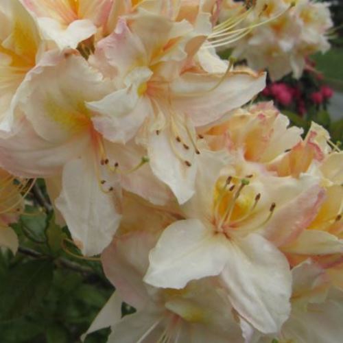 Azalea Cream Buns (dec.) - 4.7Ltr - Image 2