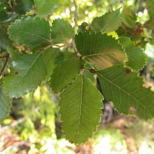 Nothofagus truncata, Hard Beech - Pb6.5 - Image 2