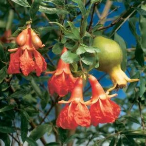 Punica granatum Nana, Dwarf Pomegranate - Pb6.5