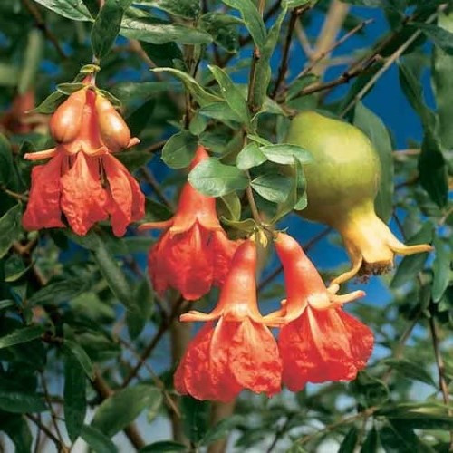 Punica granatum Nana, Dwarf Pomegranate - Pb6.5