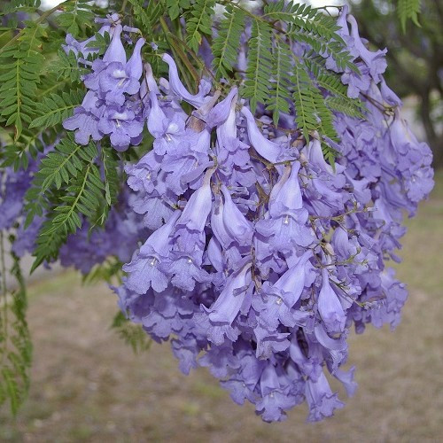 Jacaranda mimosaefolia -3ltr - Image 2