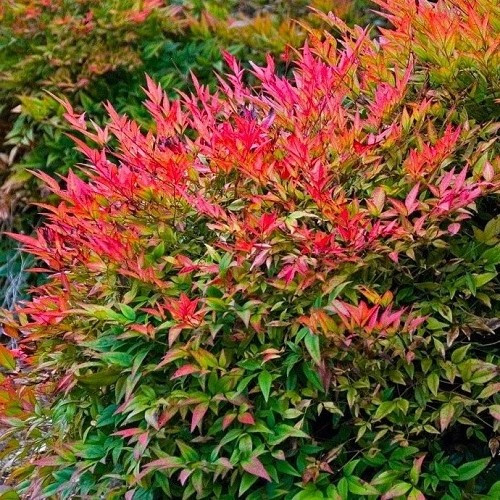 Nandina Gulfstream, Heavenly Bamboo - Pot - Image 2