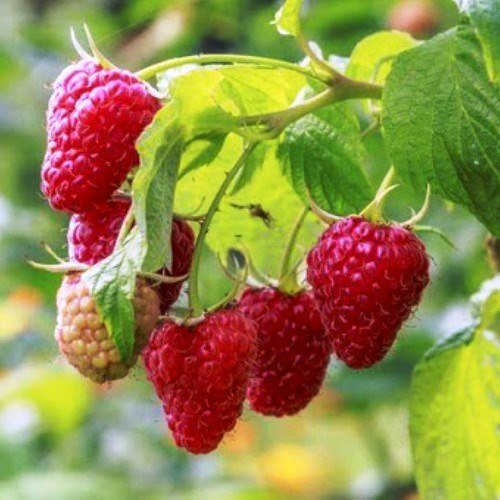 Raspberry Taylor - Pb5/Pb6.5