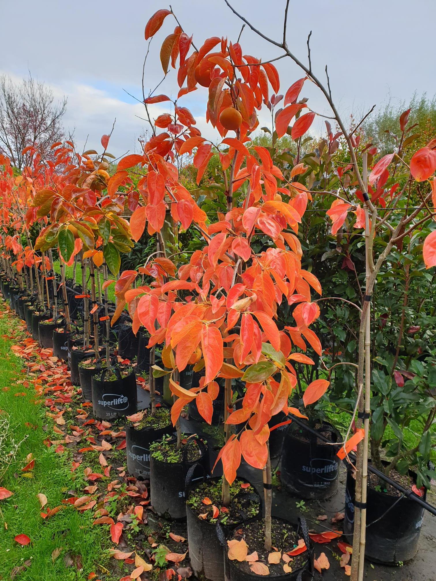 Persimmon Fuyu - 25Ltr 2.4m + well branched - Image 3
