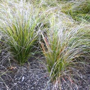 Carex Joho - 1.5Ltr