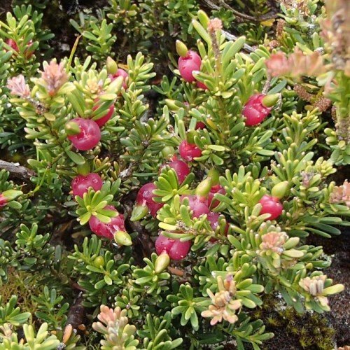 Podocarpus lawrencei, Mountain Plum Pine - Pb6.5 - Image 2