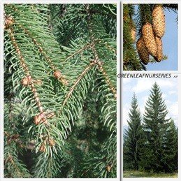 Picea abies, Norway Spruce - Pb6.5/Pb8 (10/40)