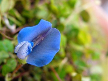 Parochetus communis - Pb5 (10/15)