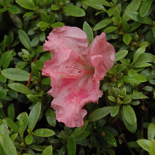 Azalea Gumpo Salmon - 1.25Ltr