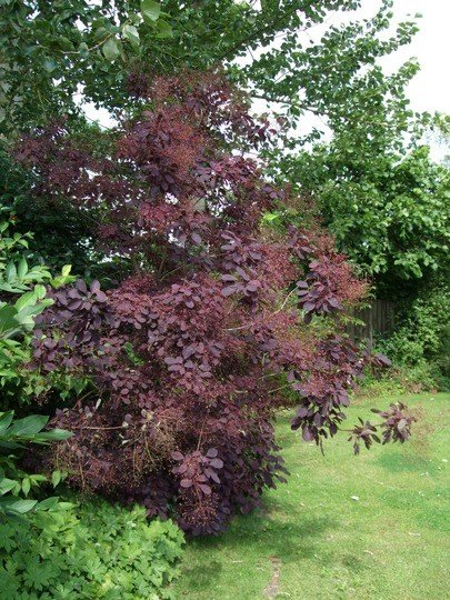 Cotinus Purpurea, Smoke Bush - Pb6.5