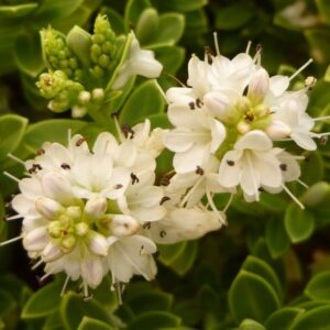 Hebe sutherlandii - Pb6.5