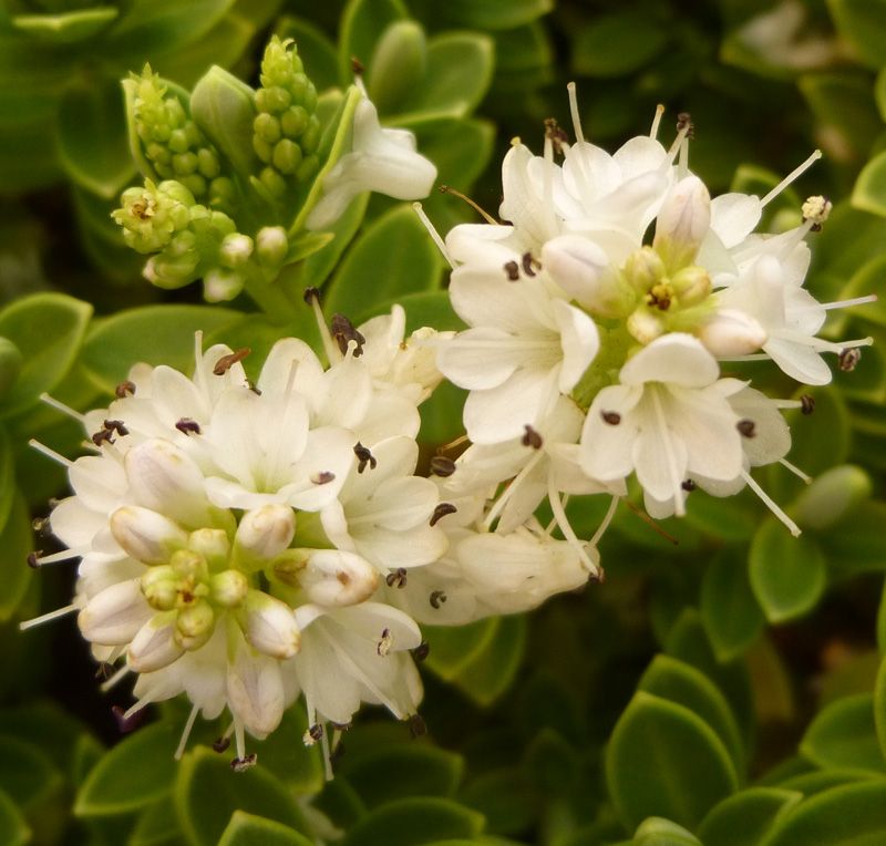 Hebe sutherlandii - Pb6.5