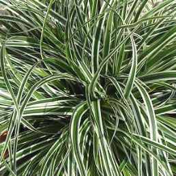 Carex Everest, Sedge - 2.5Ltr