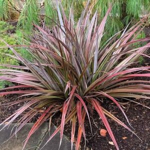 Astelia nivicola Red Devil - 1.5Ltr/2.5Ltr