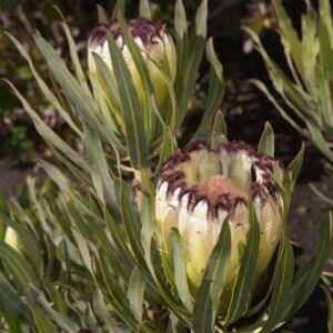 Protea Green Ice - Pb6.5 (30/40)