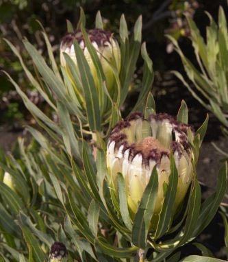 Protea Green Ice - Pb6.5 (30/40)
