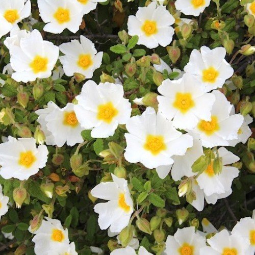 Cistus Snowmound - Pot - Image 2