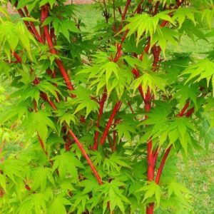 Acer p. Senkaki, Coral Bark Maple - Pb28
