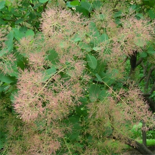 Cotinus coggygria, Smoke Bush - Pb6.5 (60/100) - Image 2