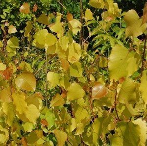 Populus Manawatu Gold - Pb6.5