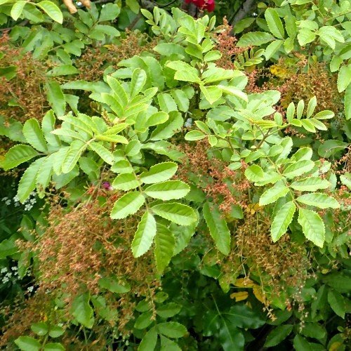 Caldcluvia rosifolia, Makamaka - Pb6.5 - Image 2