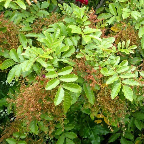 Caldcluvia rosifolia, Makamaka - Pb6.5