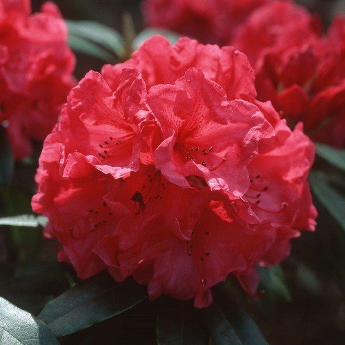 Rhododendron Burnaby Centennial - Pb6.5 - Image 2