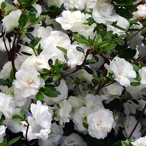 Azalea Aline - 1Lt/1.25Ltr - Image 2