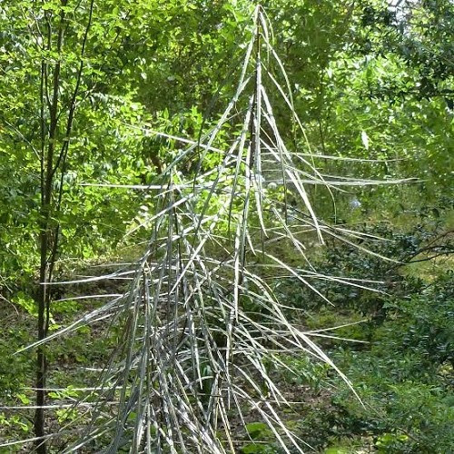 Pseudopanax crassifolius, Lancewood - Pb40