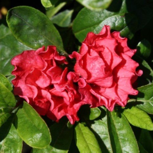 Azalea Avenir - 1.25Ltr - Image 2