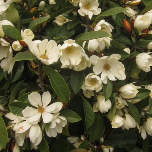 Magnolia Fairy Cream - 2.5Ltr/Pb8